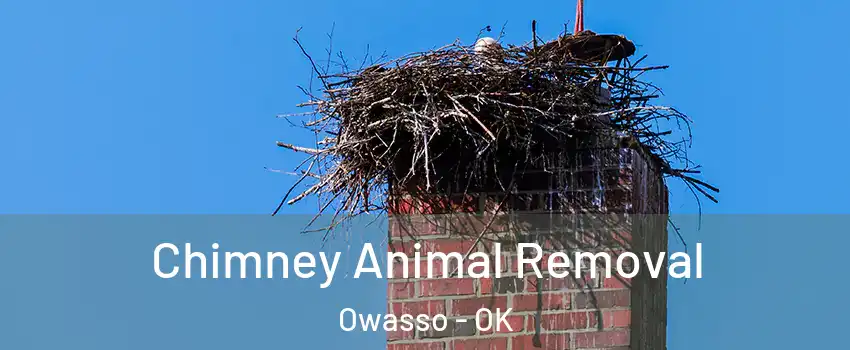 Chimney Animal Removal Owasso - OK