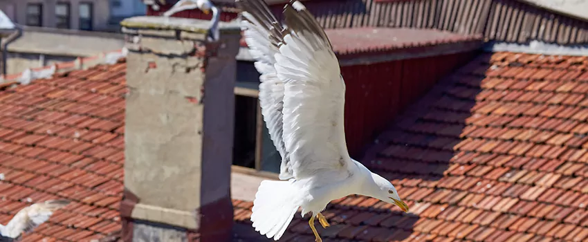 Residential Chimney Animal Removal Solution in Owasso, OK