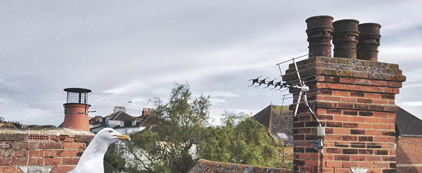 Chimney Cleaning And Restoration in Owasso, Oklahoma
